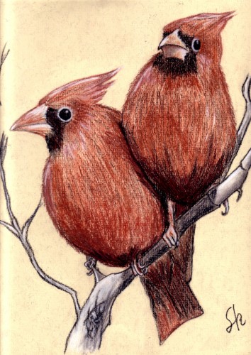 Wallpapers Art - Pencil Animals - Birds - Raptors Cardinals rouges