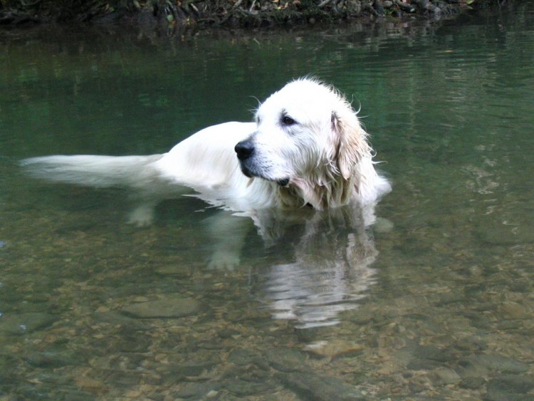 Fonds d'cran Animaux Chiens SNOOPY !!