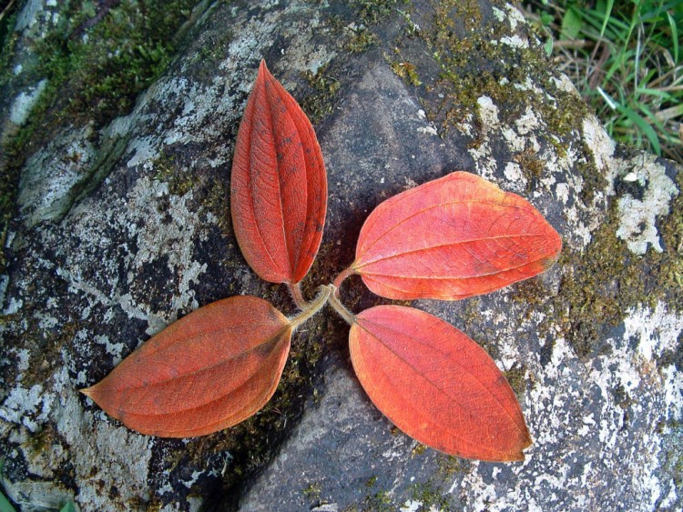 Fonds d'cran Nature Feuilles - Feuillages Ile de la Reunion