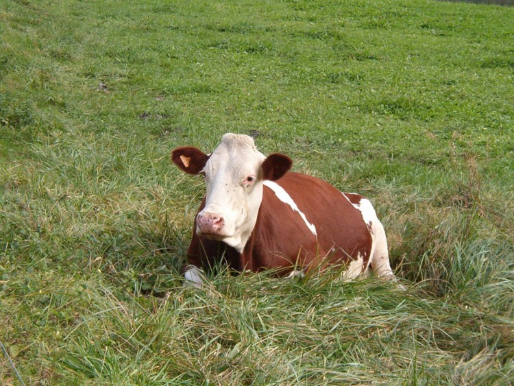 Fonds d'cran Animaux Vaches - Taureaux - Boeufs Vache