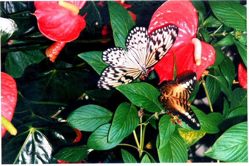 Fonds d'cran Animaux Insectes - Papillons Papillons et fleurs aux belles couleurs