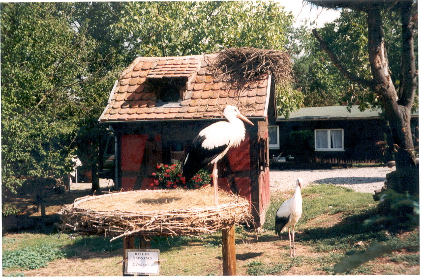 Fonds d'cran Animaux Oiseaux - Cigognes Nid de cigognes en Alsace