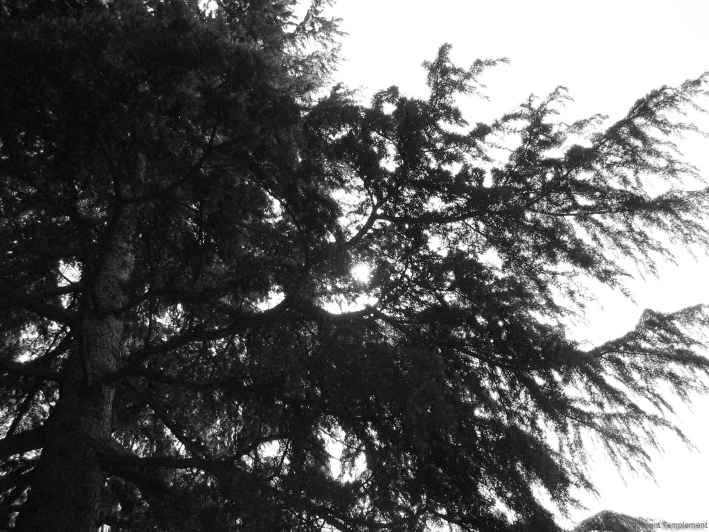 Wallpapers Nature Black & White Soleil et Sapin