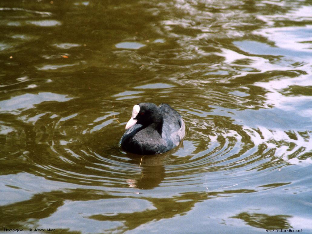 Wallpapers Animals Birds - Ducks Foulque Macroule