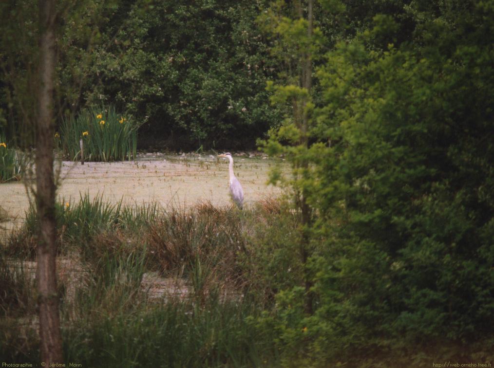 Wallpapers Animals Birds - Herons Hron Cendr