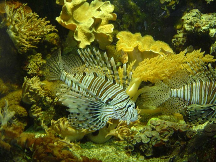 Fonds d'cran Animaux Vie marine - Poissons aqurium de Ble (Suisse)