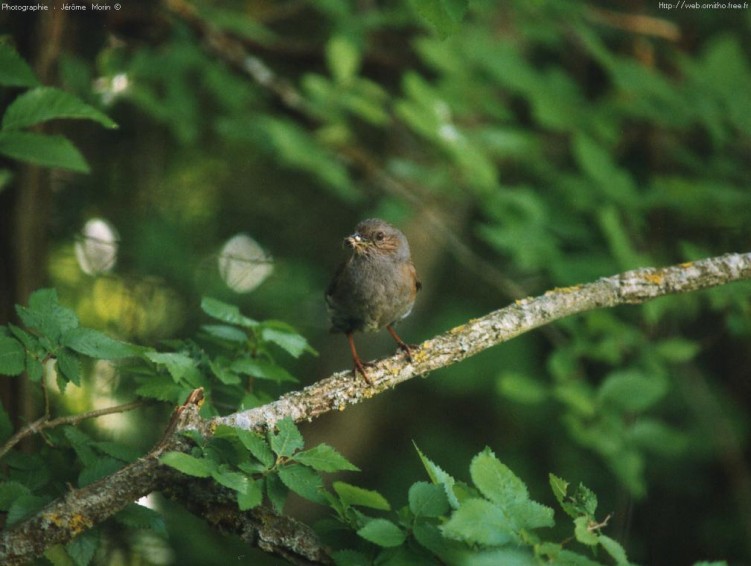 Wallpapers Animals Birds - Misc Accenteur Mouchet