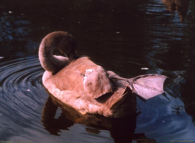 Wallpapers Animals Birds - Ducks Cygne Tubercul Juvnile