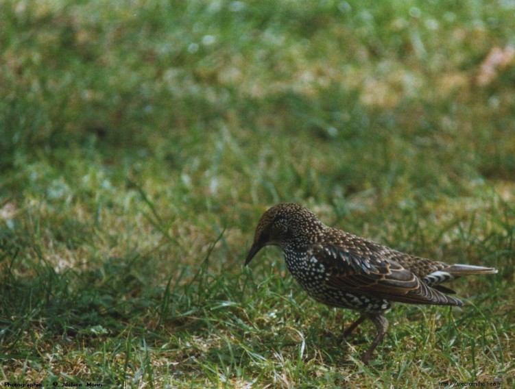 Wallpapers Animals Birds - Starlings Etourneau Sansonnet