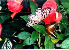 Fonds d'cran Animaux Papillons et fleurs aux belles couleurs