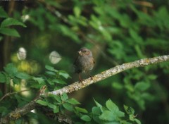 Fonds d'cran Animaux Accenteur Mouchet