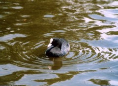 Fonds d'cran Animaux Foulque Macroule