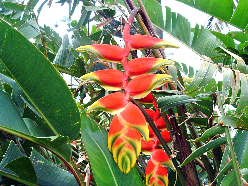 Fonds d'cran Nature Fleurs Ile de la Reunion