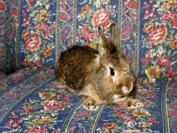 Wallpapers Animals Rabbits Mon ptit Pompom