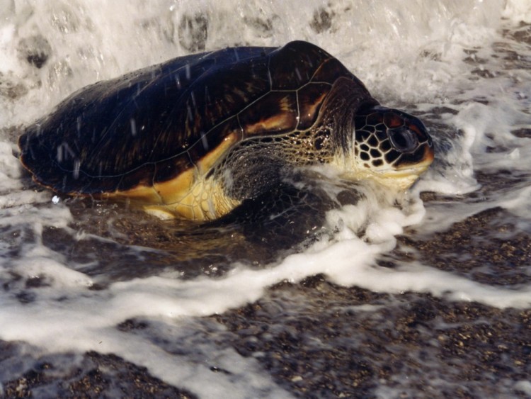 Wallpapers Animals Turtles Tortue de l'Ile de la Runion