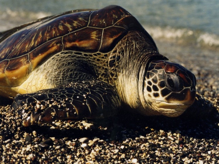 Wallpapers Animals Turtles Et une deuxieme tortue  l'Ile de la runion