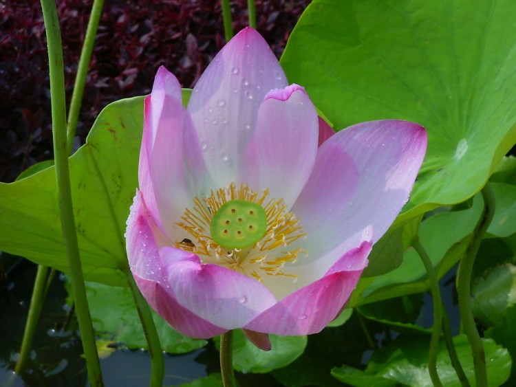 Wallpapers Nature Flowers Fleur de Lotus