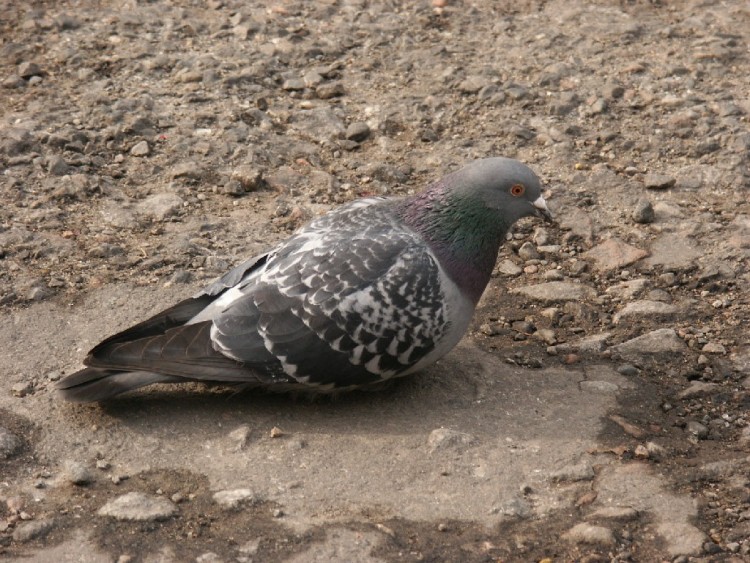 Fonds d'cran Animaux Oiseaux - Pigeons et Tourterelles PIGEON