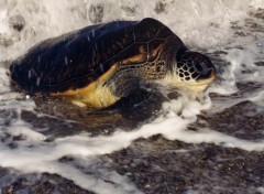 Fonds d'cran Animaux Tortue de l'Ile de la Runion