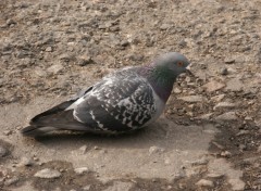 Wallpapers Animals PIGEON