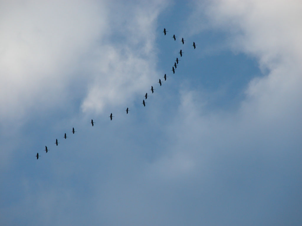 Wallpapers Animals Birds - Cranes Les grues reviennent