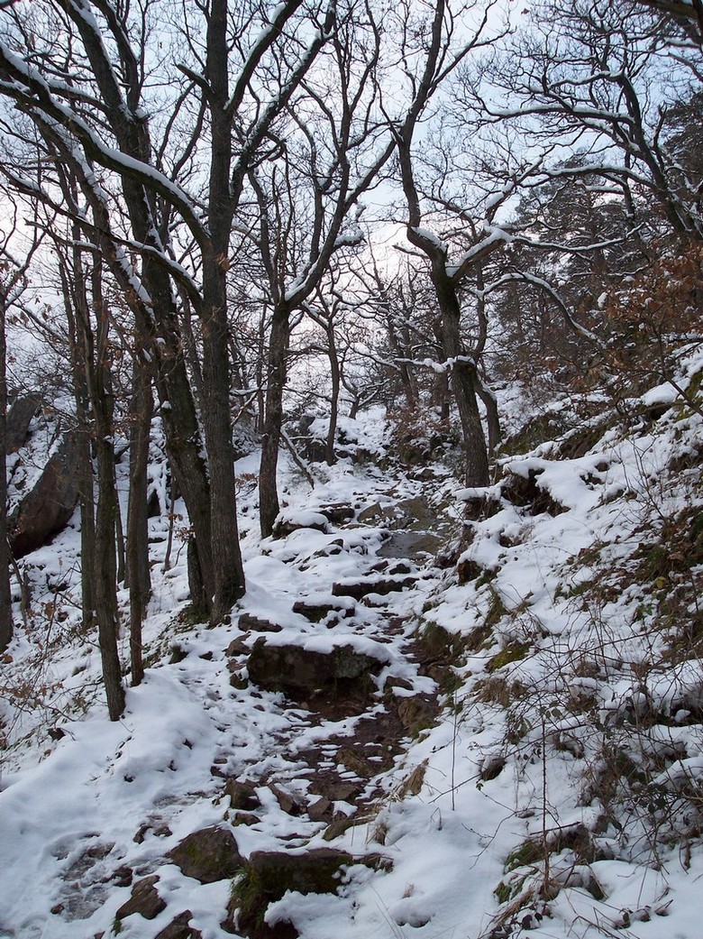 Fonds d'cran Nature Saisons - Hiver Petit sentier enneig