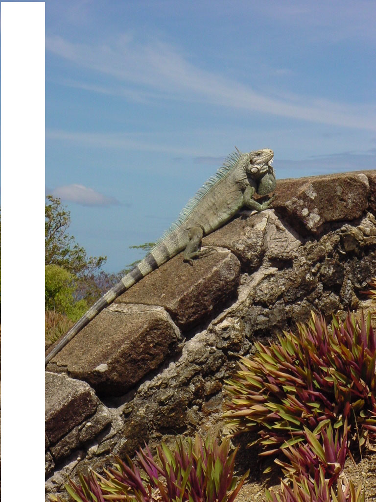 Wallpapers Animals Lizards - Iguanas un iguane en guadeloupe