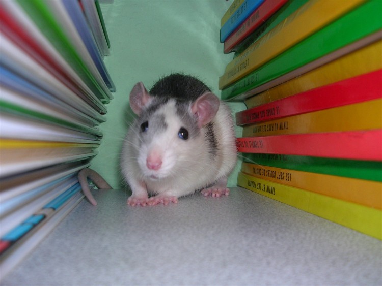 Wallpapers Animals Rodents - Misc  pistache  la bibliotheque