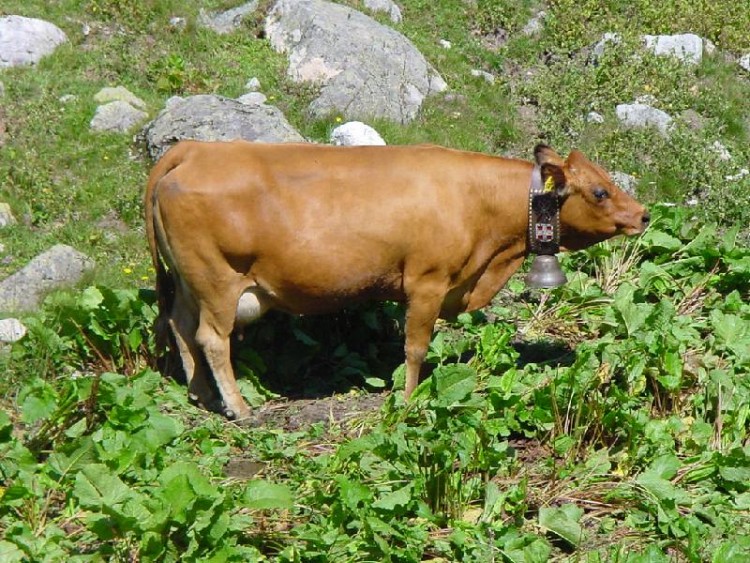 Wallpapers Animals Cows - Bulls - Beef une tarine de Savoie