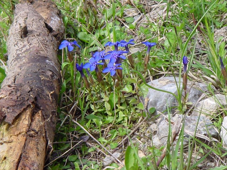 Fonds d'cran Nature Fleurs gentianes