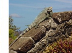 Fonds d'cran Animaux un iguane en guadeloupe