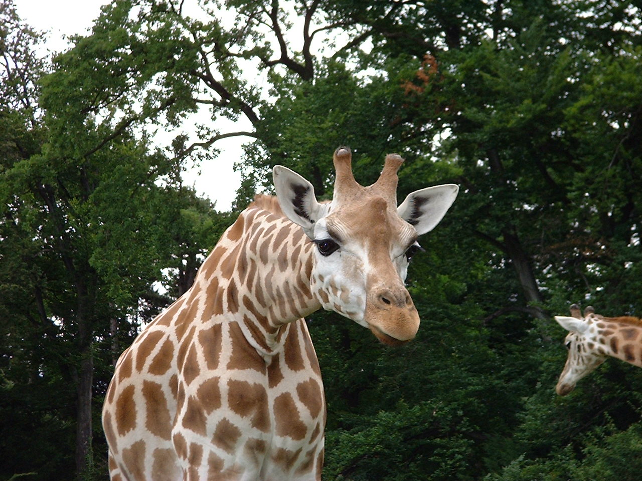 Fonds d'cran Animaux Girafes 