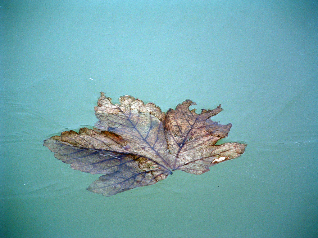 Fonds d'cran Nature Saisons - Hiver Feuille prise dans la glace...