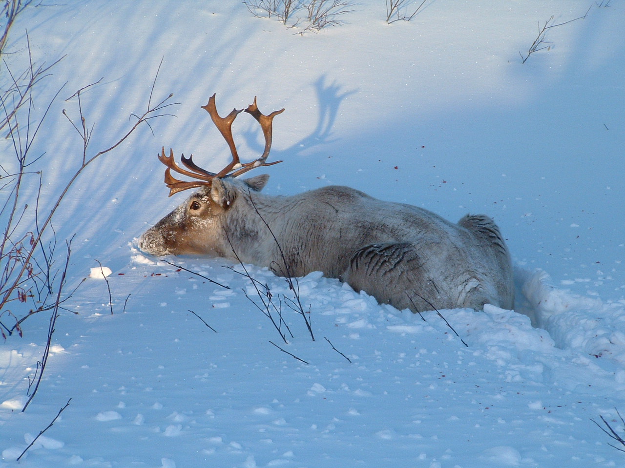 Wallpapers Animals Cervids CaRiBou DaNs La NeIgE!