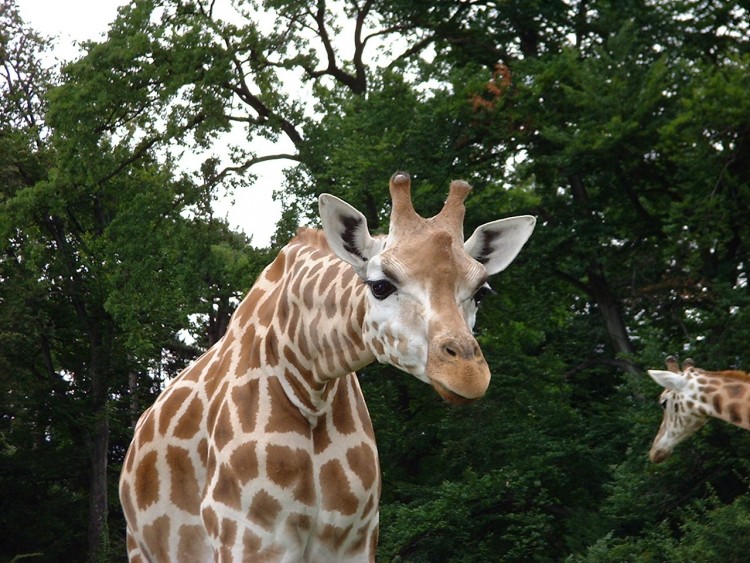 Fonds d'cran Animaux Girafes Wallpaper N91811