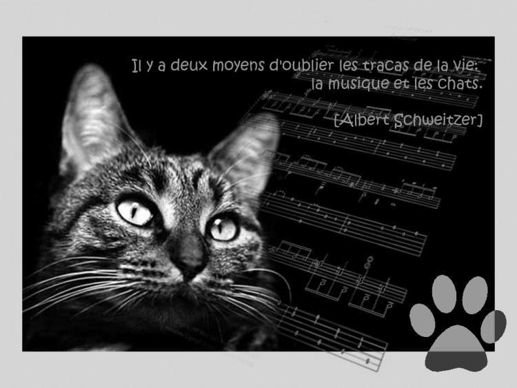 Fonds d'cran Animaux Chats - Chatons les chats et la musique.