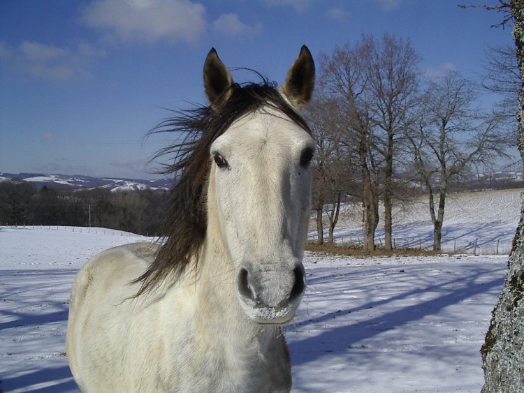 Fonds d'cran Animaux Chevaux Wallpaper N91835