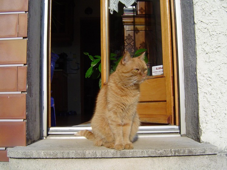 Fonds d'cran Animaux Chats - Chatons Garfield