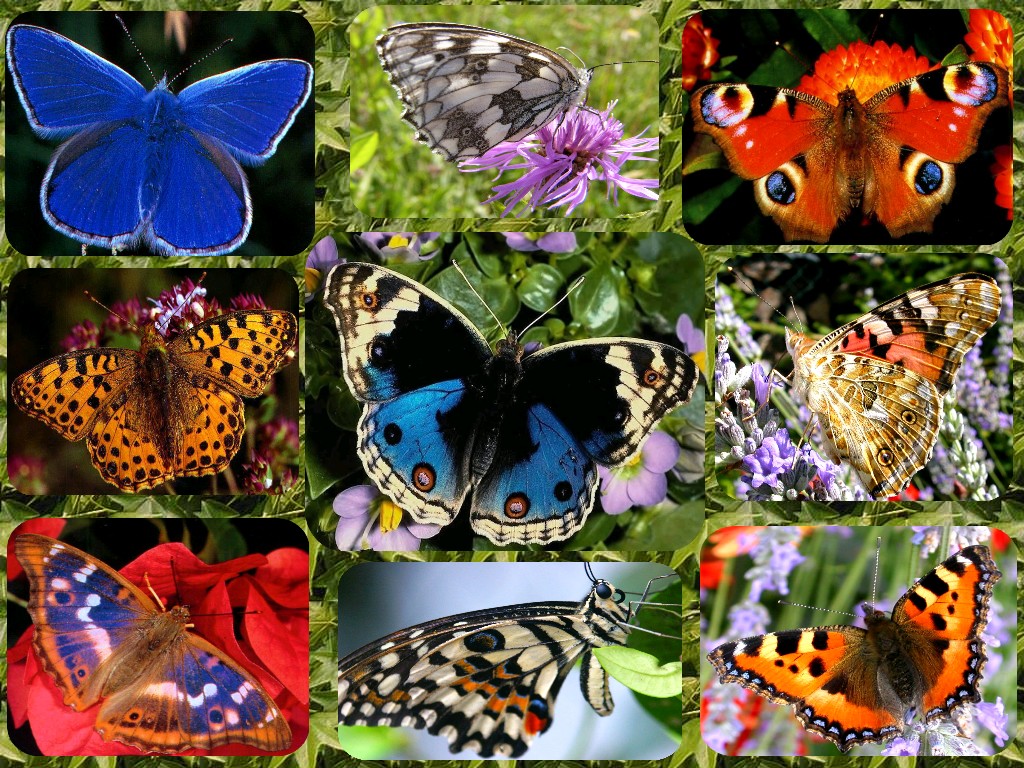 Fonds d'cran Animaux Insectes - Papillons Les plus beaux papillons