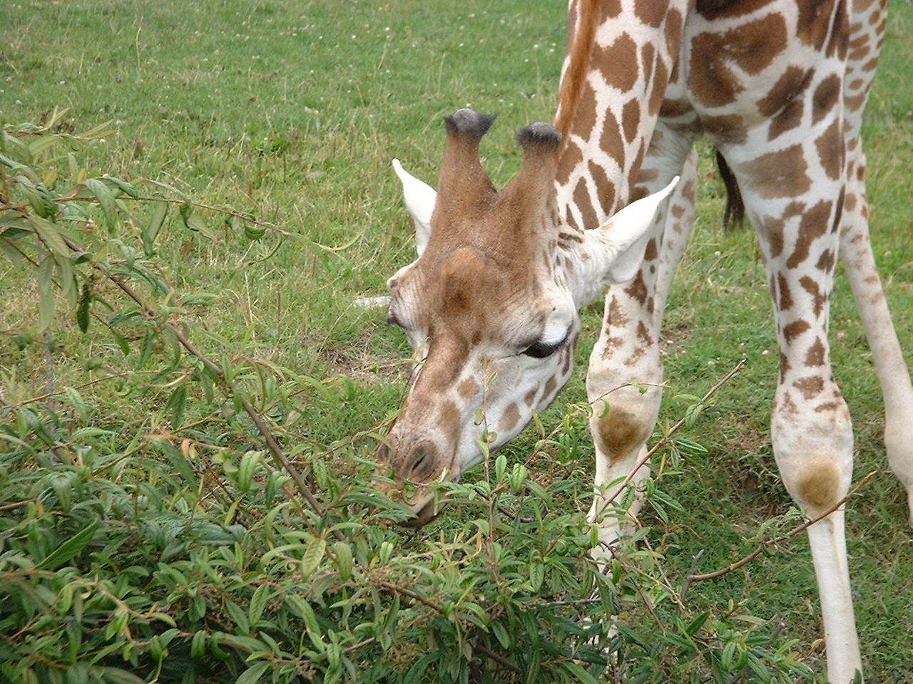 Wallpapers Animals Giraffes 