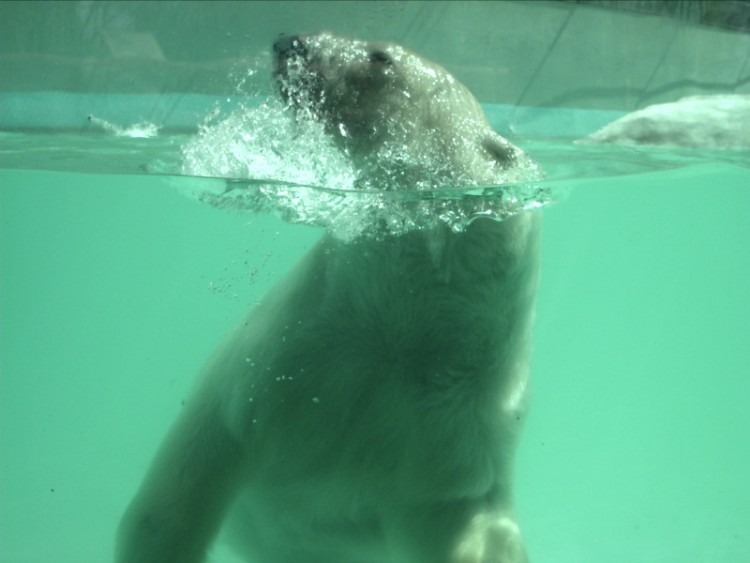 Fonds d'cran Animaux Ours Ours prisonnier