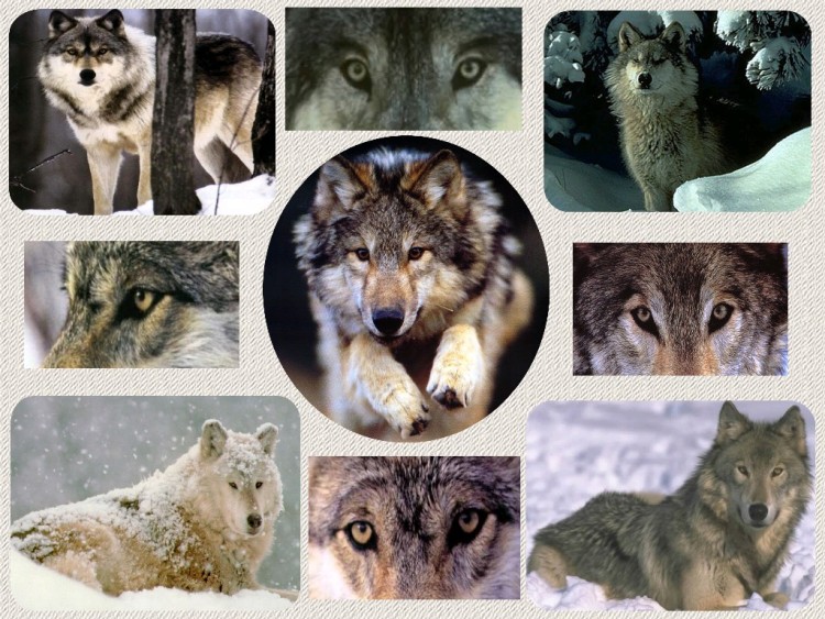 Fonds d'cran Animaux Loups Le loup