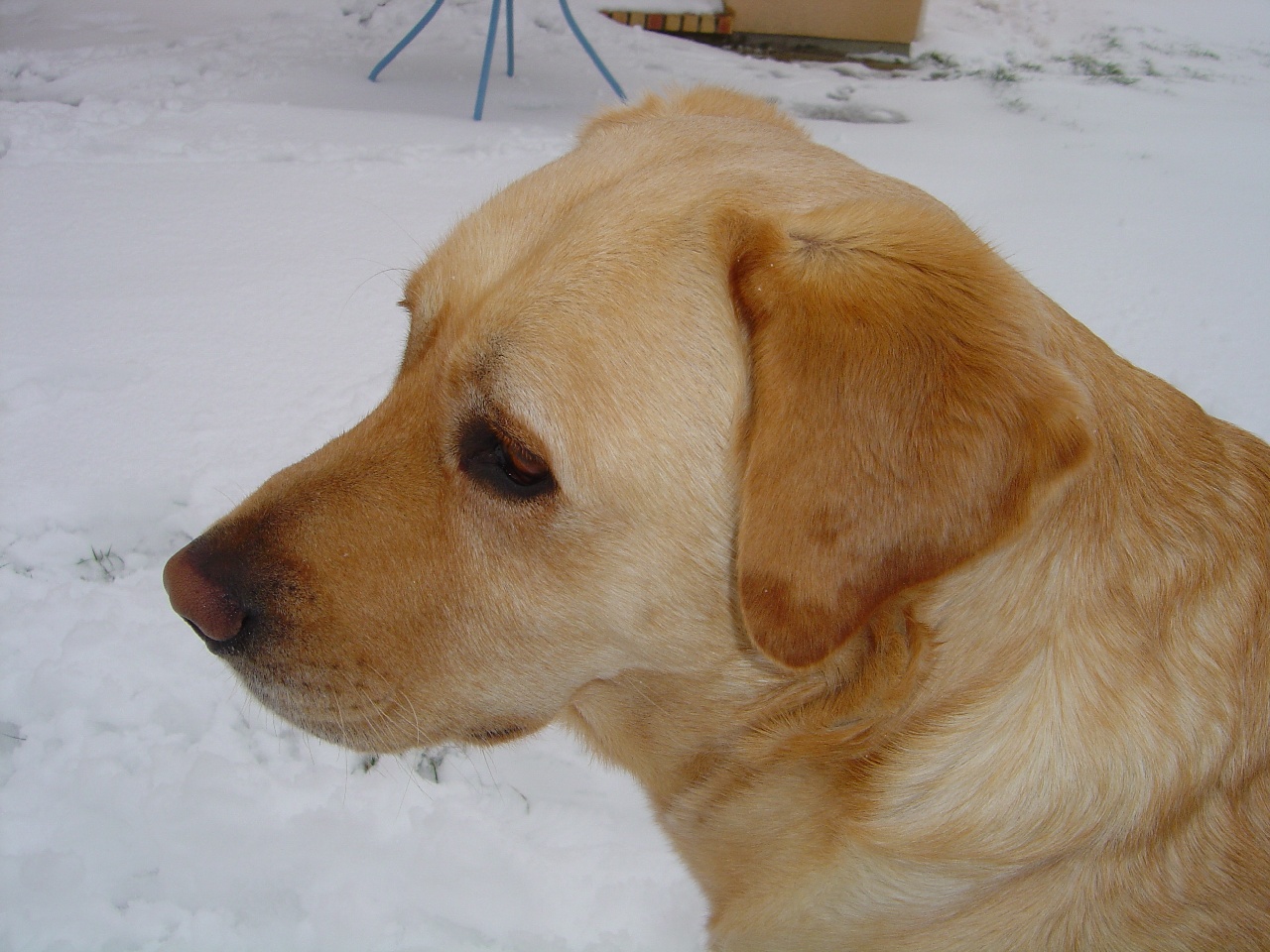 Fonds d'cran Animaux Chiens 