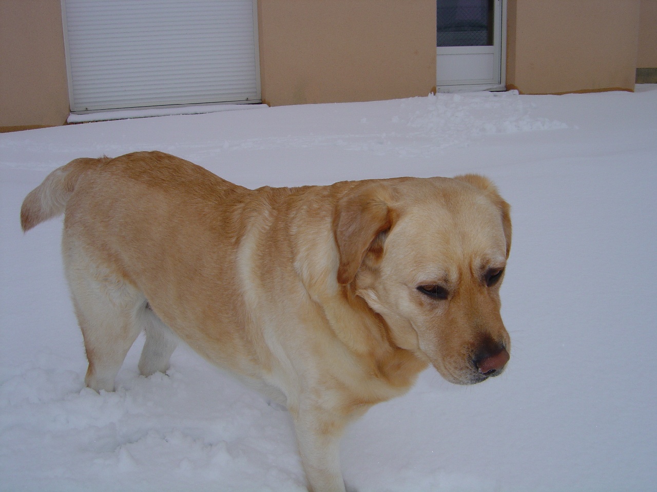 Fonds d'cran Animaux Chiens 