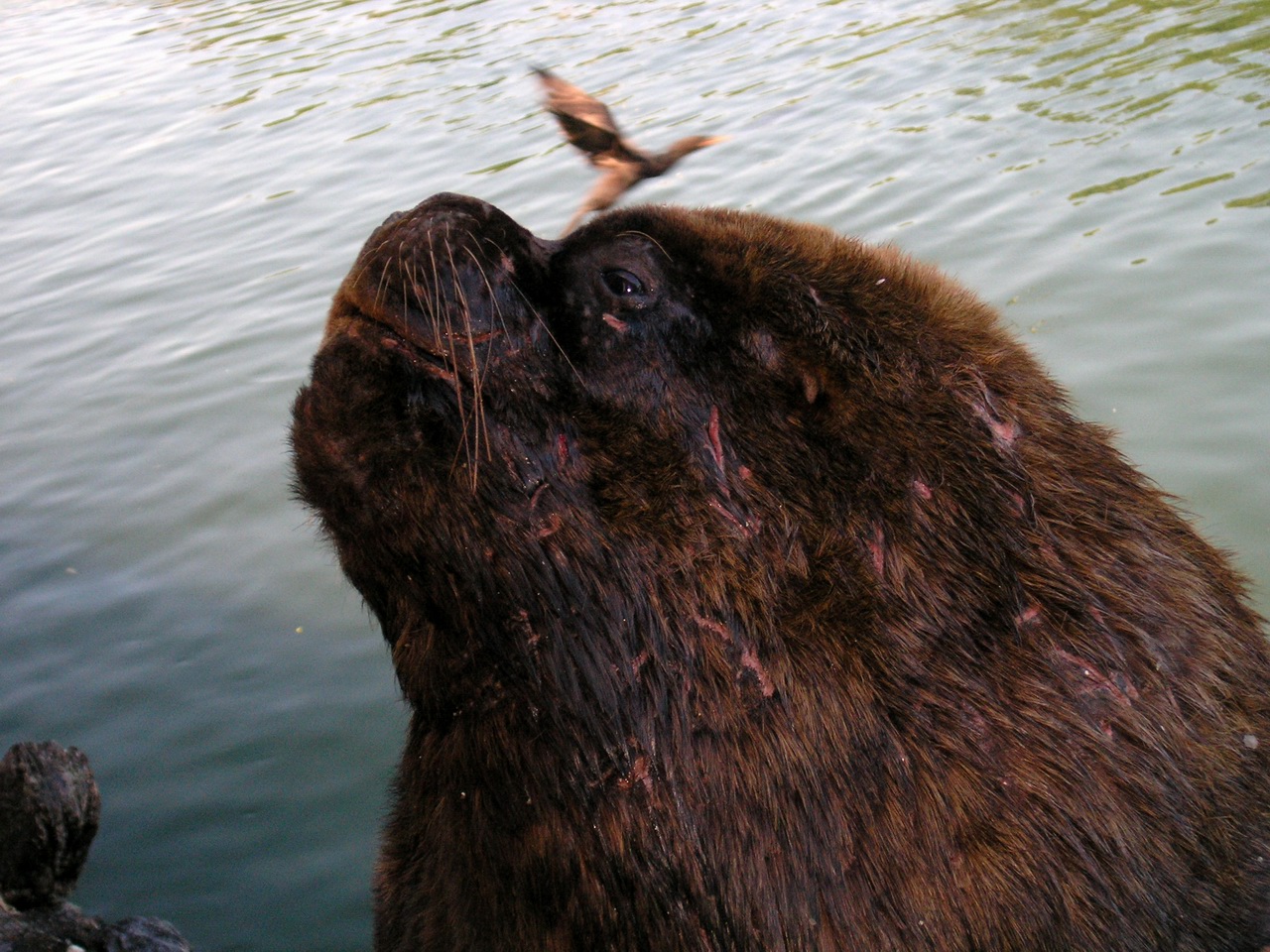 Wallpapers Animals Sealife - Seals brave bte