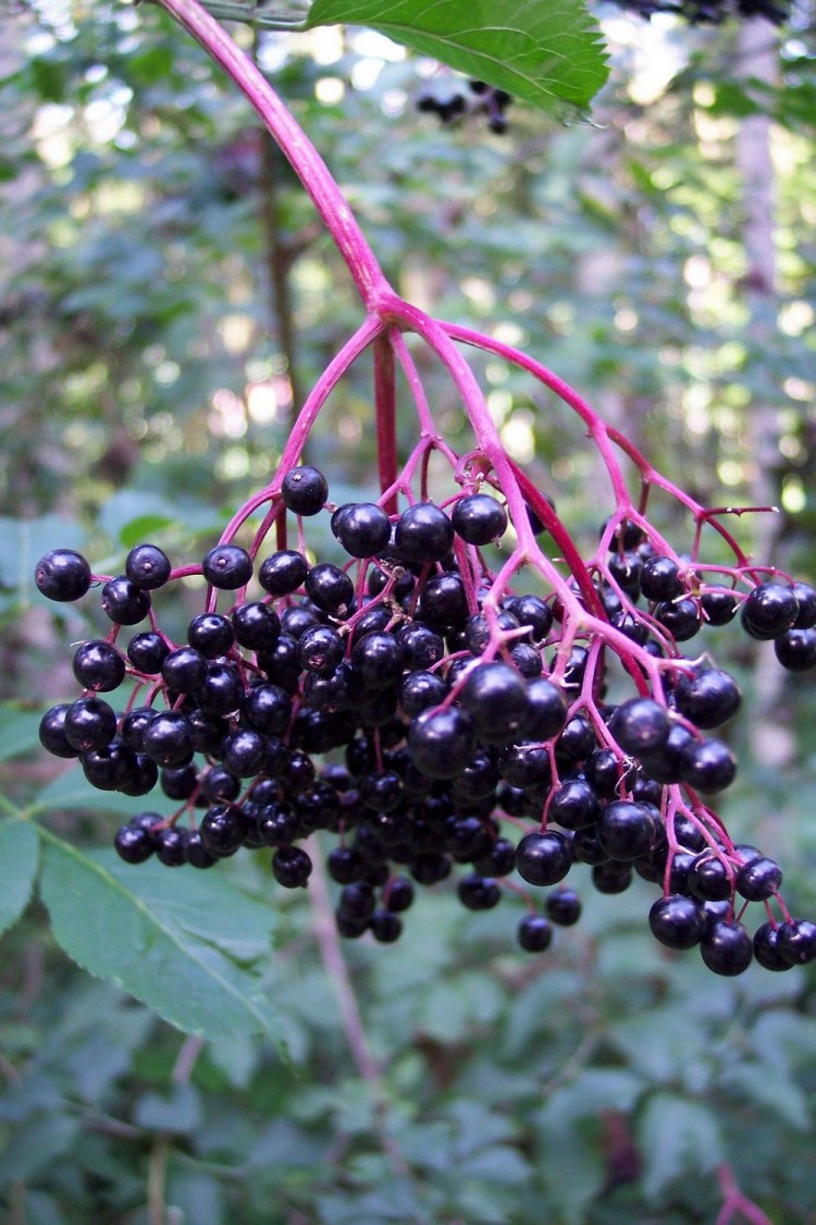 Wallpapers Nature Fruits fruits d'une plante !