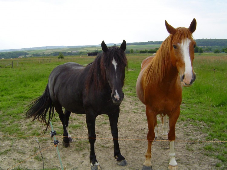 Fonds d'cran Animaux Chevaux Pnloppe & Kffir