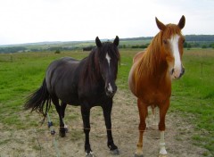 Fonds d'cran Animaux Pnloppe & Kffir