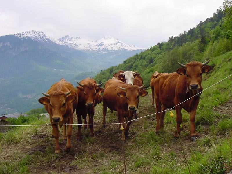 Fonds d'cran Animaux Vaches - Taureaux - Boeufs vaches  Nave , Savoie