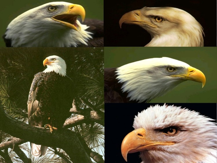 Wallpapers Animals Birds - Eagles L'aigle